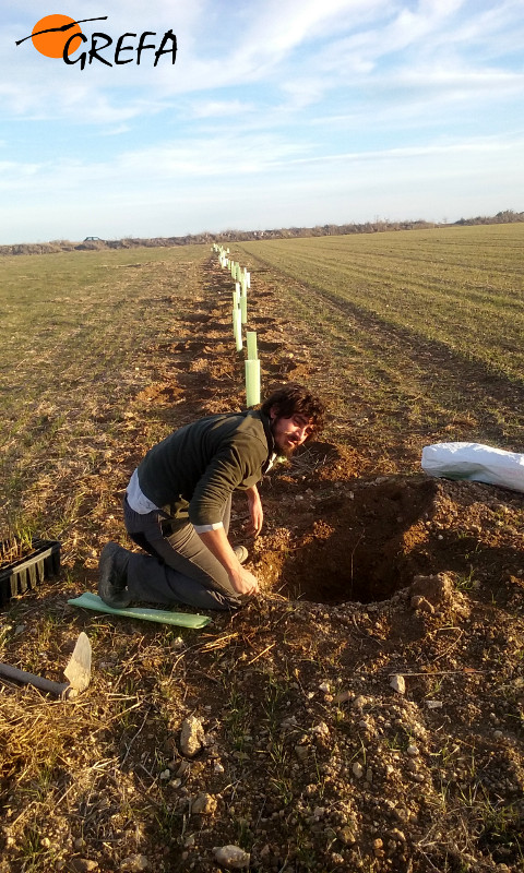 Carlos Cuéllar, de GREFA, reforesta con planta autóctona en una linde.