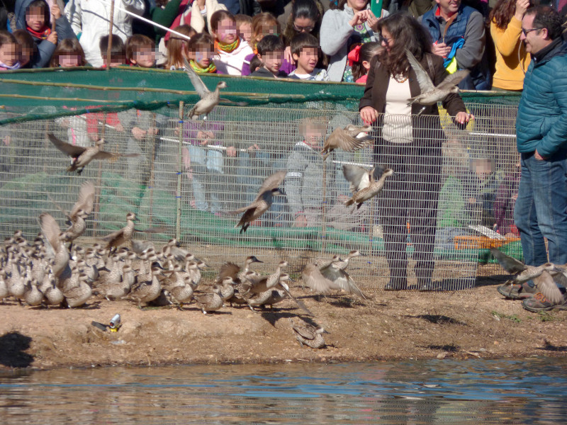 Liberación masiva de cercetas pardillas criadas en La Cañada de los Pájaros (Doñana).