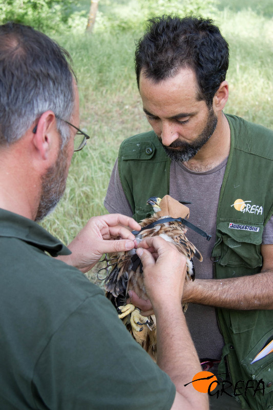 Momento del marcaje con GPS de un pollo de milano real en el piedemonte de la sierra de Guadarrama.