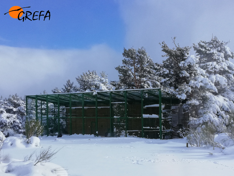 Jaulón de aclimatación en Huerta de Arriba (Burgos), que forma parte de la infraestructura del Proyecto Monachus para recuperar al buitre negro en la Sierra de la Demanda.