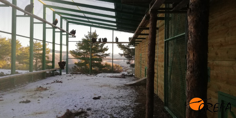 Interior del jaulón de aclimatación del Proyecto Monachus en Huerta de Arriba, con los buitres negros destinados a ser liberados dentro de unos meses en el interior.