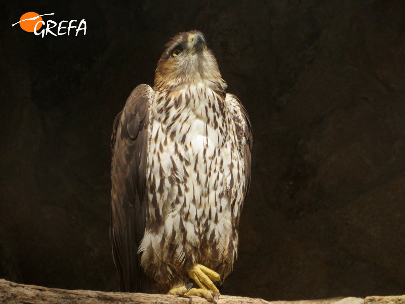 Hijo de "Pachamama", encargado de perpetuar el material genético de su progenitora en nuestro centro de cría en cautividad.