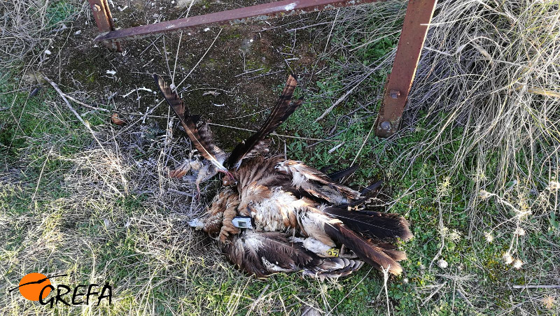 Cadáver del águila imperial "Padmé" al pie del apoyo del tendido eléctrico en el que murió.