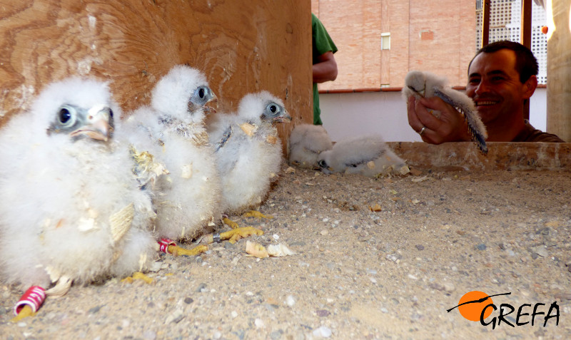 Un pollo de cernícalo primilla es introducido en un hacking de la ciudad de Córdoba impulsado por GREFA.