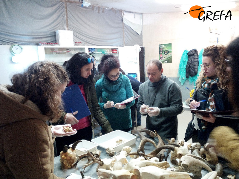 Nacho Otero, de GREFA, durante la práctica con mamíferos del taller.