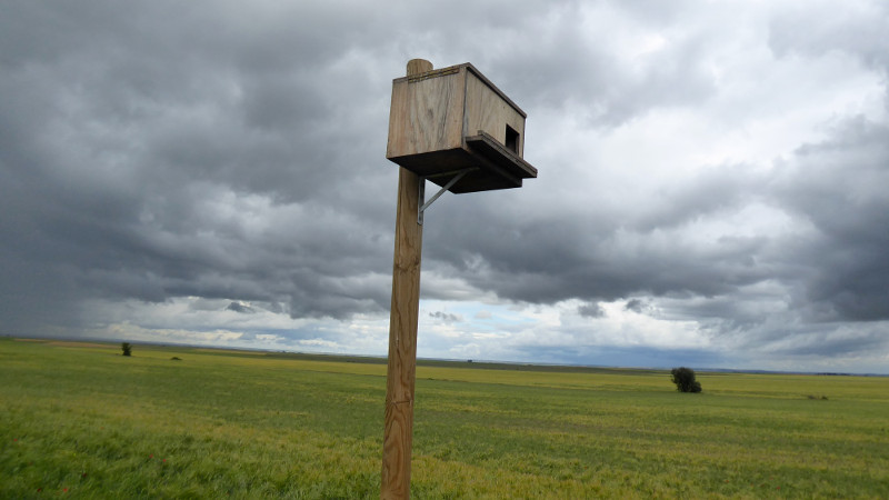 Caja nido para lechuzas instalada gracias a nuestro proyecto de control biológico.