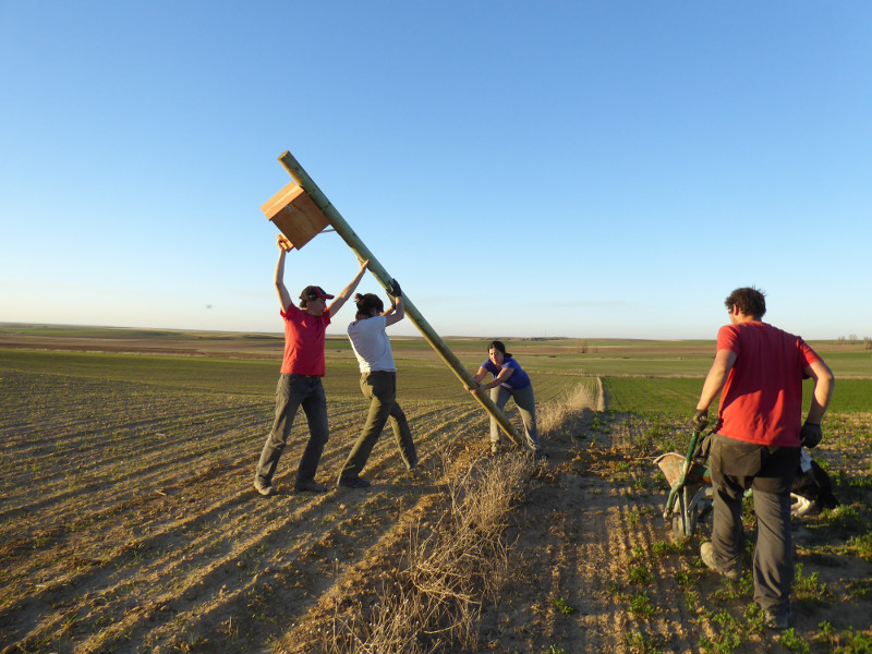 Varios voluntarios colocan un nidal para rapaces depredadoras de topillo en un campo de cultivo.