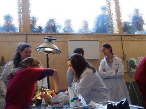 Asistentes al curso en una edición anterior observa el trabajo con una animal en la enfermería de GREFA.