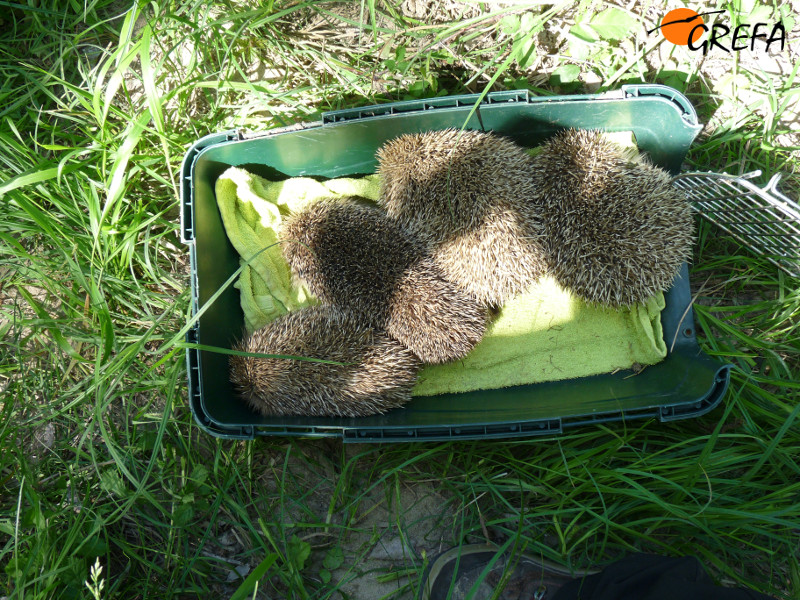 Algunos de los diez erizos liberados con la ayuda de Jesús.