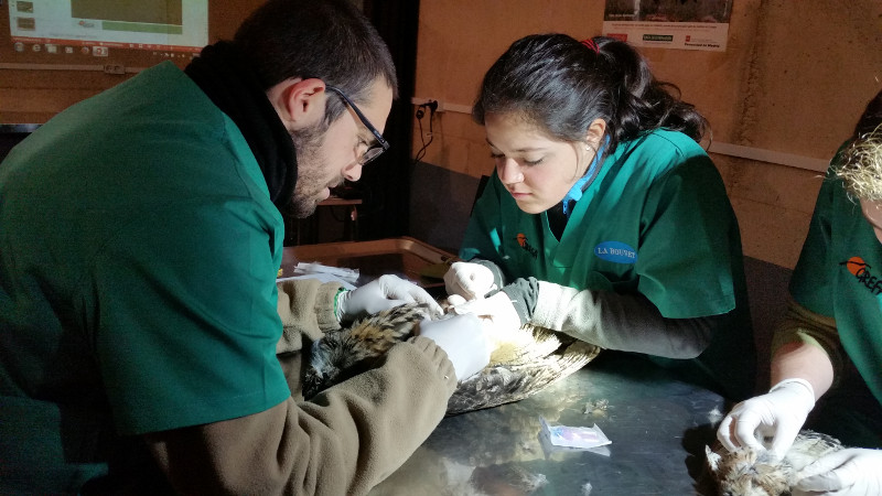 Alumnos de ediciones anteriores del curso de técnicos de centros de recuperación de fauna, durante una práctica de vendaje de animales heridos.