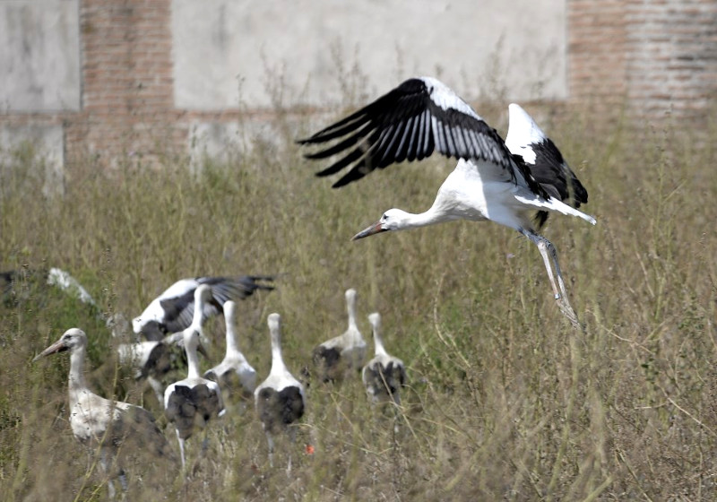 Momento de la suelta de algunas de las veinte cigüeñas blancas liberadas en Alcalá de Henares (Madrid), tras ser recuperadas en el hospital de fauna de GREFA.