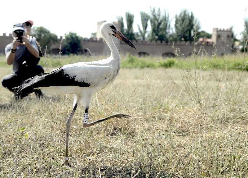 Momento de la liberación de una de las cigüeñas blancas, con su anilla de PVC visible.