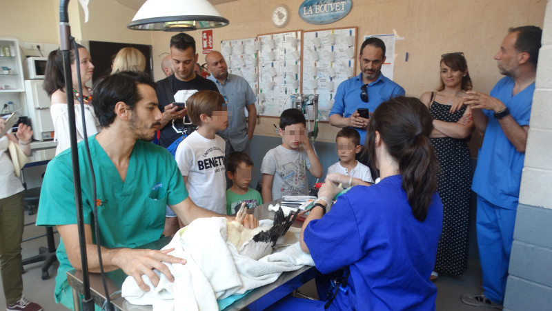 El grupo de visitantes de Nirco-Deltalab asiste en la enfermería de GREFA a los cuidados dispensados a una cigüeña blanca.