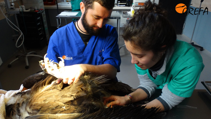 Voluntarios del hospital de fauna de GREFA toman la temperatura a un buitre negro en tratamiento.