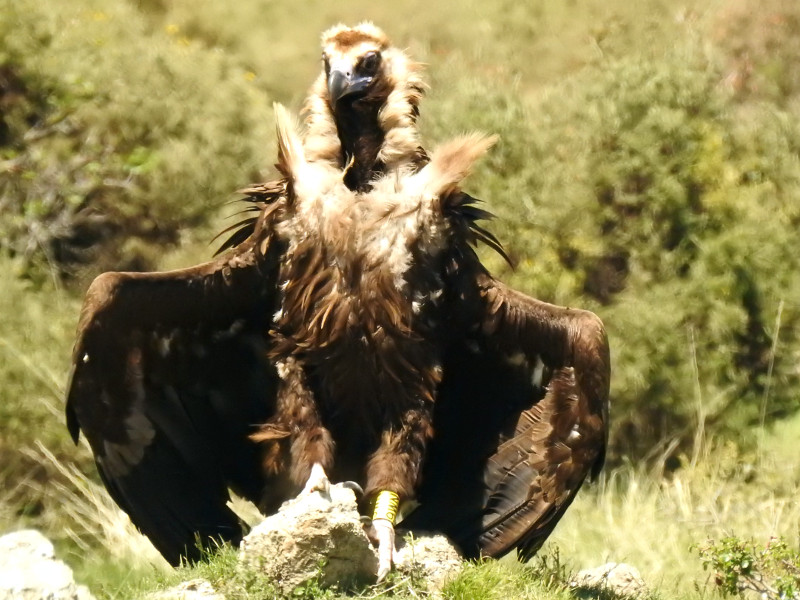 Esta es "Pan", una de las dos hembras que han criado pollos de segunda generación en 2018 en la colonia pirenaica de buitre negro. Foto: PRBNC-Buseu Project