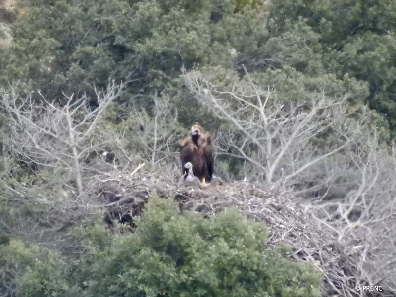 "Lorena" con su pollo de este año en la colonia pirenaica de buitre negro. Esta hembra es una de las seis que han sacado pollos adelante en 2018 en esta colonia. Foto: PRBNC