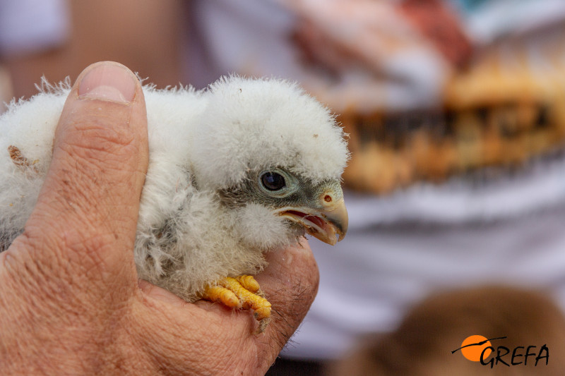 Primer plano de uno de los pollos de cernícalo primilla criados en GREFA que serían reintroducidos durante la Fiesta del Primilla.