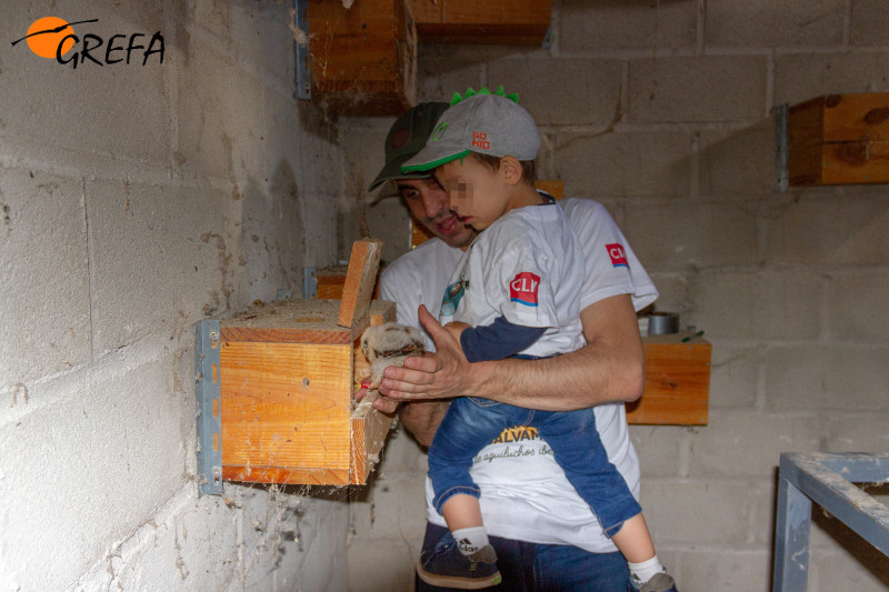 Un niño en brazos de su padre introduce un pollo de cernícalo primilla en un nidal del primillar de Arganda.