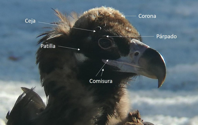 Rasgos diferenciales de la cabeza de un buitre negro que se tienen en cuenta para la identificación de ejemplares no marcados.