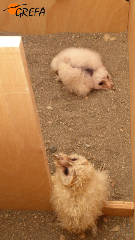Dos de los pollos de lechuza reintroducidos en la Universidad de Almería, una vez depositados en su nido artificial