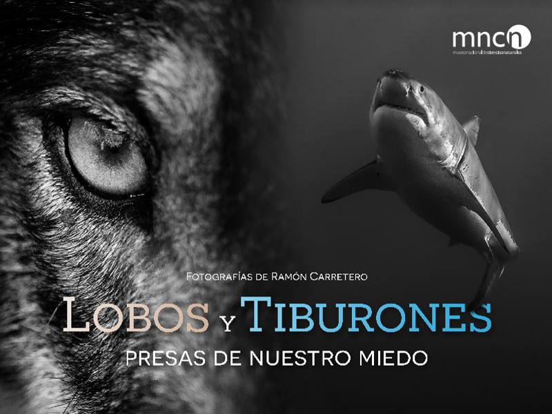 Cartel anunciador de la exposición sobre lobos y tiburones, actualmente en GREFA tras su paso por el MNCN.