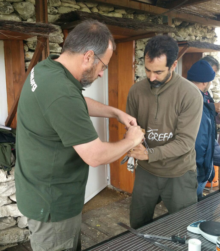 Técnicos de SEO/BirdLife y GREFA marcando un cernícalo primilla con dispositivo GPS (foto: SEO/BirdLife).