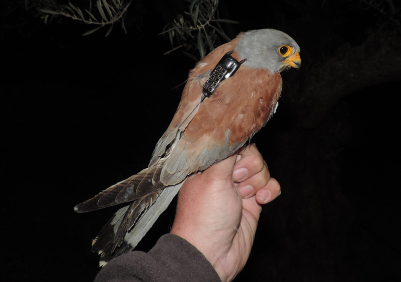 Macho de cernícalo primilla marcado con un dispositivo GPS (foto: Javier de la Puente-SEO/BirdLife).