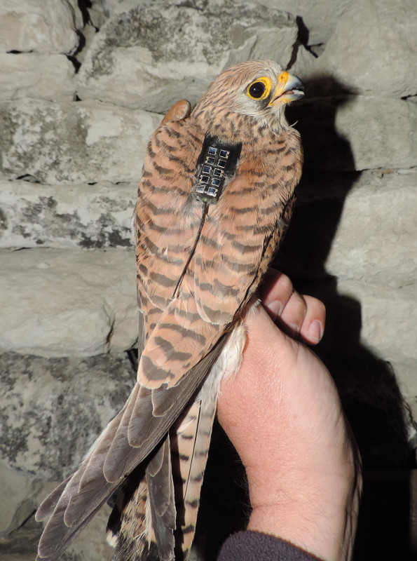 Hembra de cernícalo primilla marcado con un dispositivo GPS (foto: Javier de la Puente-SEO/BirdLife).