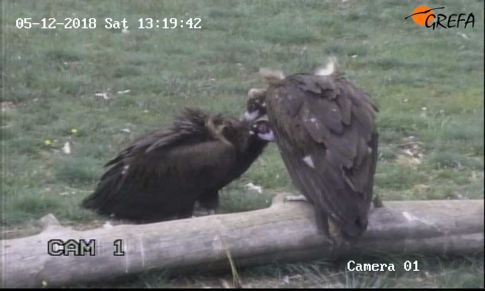 Captura de vídeo en la que se observa al buitre negro "Arámol" (izquierda) y la hembra exógena con la que se ha emparejado.