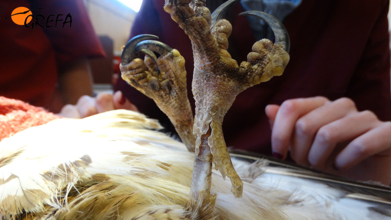 Otra imagen de los graves efectos de la electrocución sobre este busardo ratonero, incluyendo un dedo totalmente necrosado.