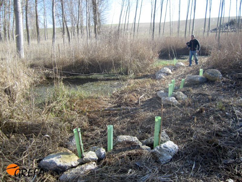 Voluntario de Villafruela (Burgos) junto a una repoblación con planta autóctona realizada junto a una charca de su pueblo.