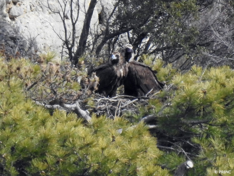 La pareja de buitres negros "Fire" y "Piros" en su nido de la reserva prepirenaica de Boumort. Foto: PRBNC.