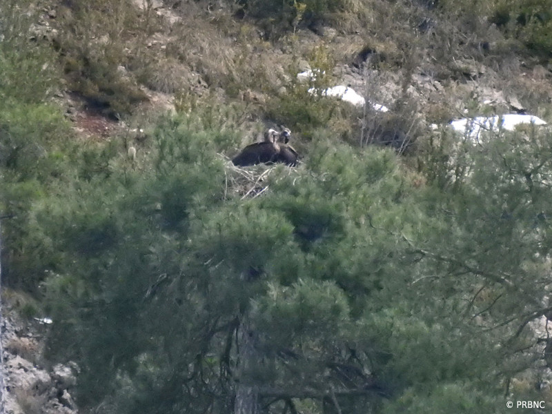 Otra imagen de una pareja de buitres negros de Boumort, en este caso de una que ya está incubando: "Ibex" y "Ares". Foto: PRBNC.