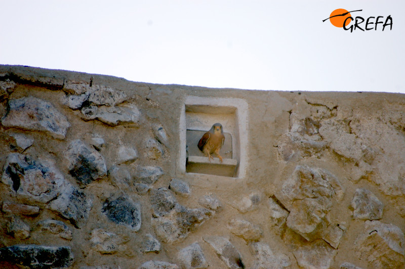 Un macho adulto de cernícalo primilla, en la entrada de un nidal del castillo de Torrejón de Velasco.