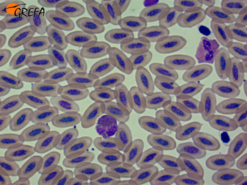 Hematología de águila imperial.