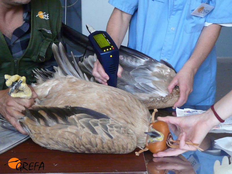 El águila imperial "Susana", durante el tratamiento de fisioterapia al que fue sometida durante su estancia en el hospital de fauna de GREFA.