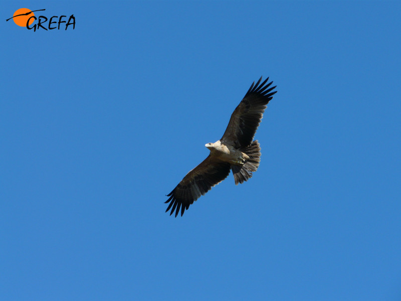 "Susana" en vuelo tras su liberación, cuando aún no había adquirido su plumaje adulto.