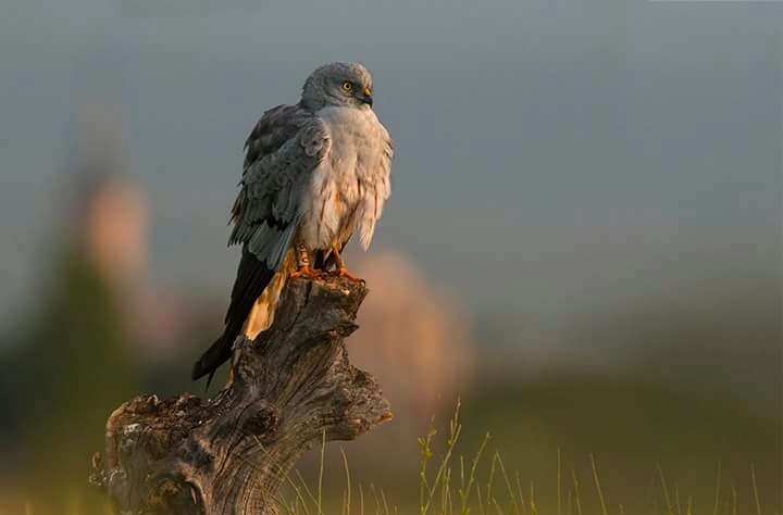 Macho de aguilucho cenizo fotografiado en Algete (Madrid). Este ejemplar fue anillado por GREFA en 2010 en Pinto. Foto: Fernando Molina.