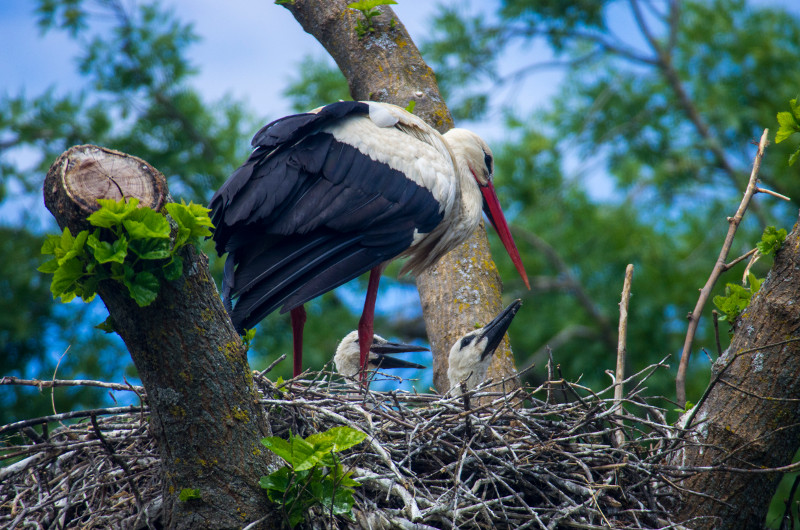 Dos pollos de cigüeña, como los reintroducidos por GREFA, en su nido de la colonia del Zoo Aquarium de Madrid. Foto: Javier López de la Flor.