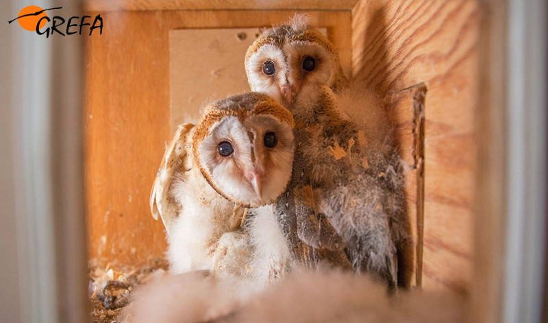 Dos pollos de lechuza criados en GREFA en uno de los "hacking" donde han sido reintroducidas.