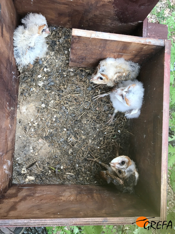 Pollos de lechuza en el "hacking" del club de golf La Herrería (El Escorial, Madrid).