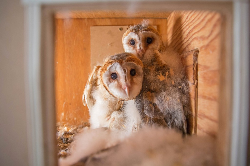 Pollos de lechuza ya instalados en el nido artificial ("hacking") de la UCM.