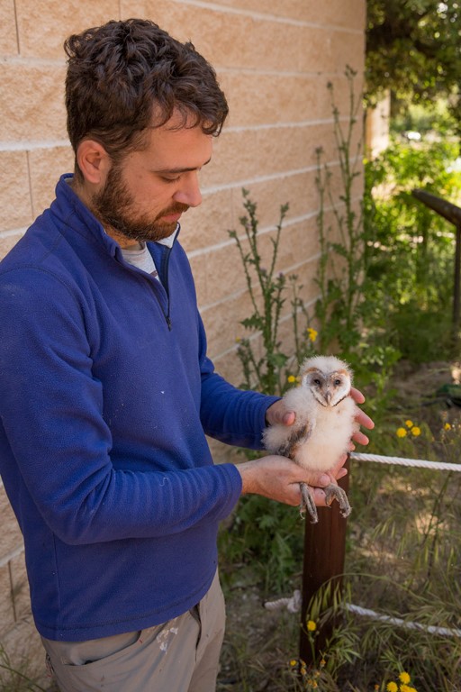 Pablo Izquierdo, responsable del centro de cría de GREFA, con uno de los pollos de lechuza destinados a la UCM.