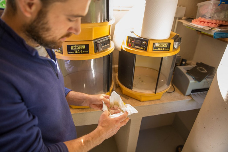 Pollos de lechuza destinados a la UCM, en la sala de incubadoras de GREFA.