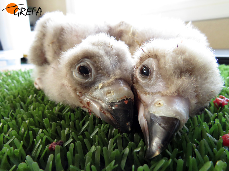 Dos de los tres pollos de buitre negro nacidos en las instalaciones de GREFA en 2018.