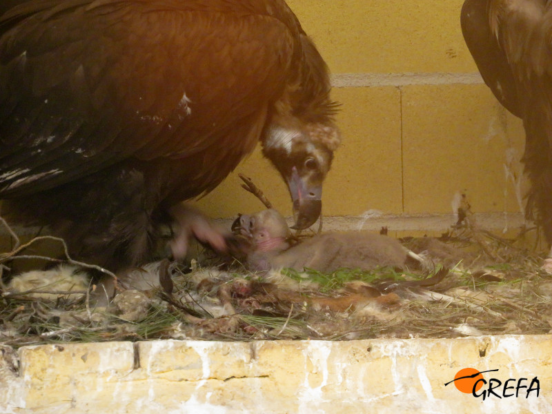 Un buitre negro adulto atiende al primer pollo de la especie nacido en GREFA en 2018.