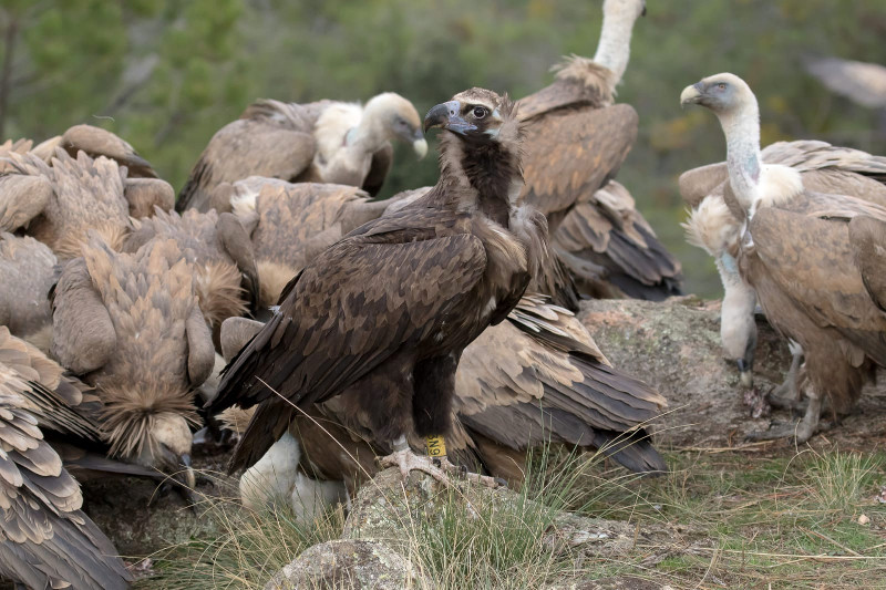 Fotografía tomada desde un "hide" del buitre negro 3N9, junto a varios buitres leonados, en Santa María de la Alameda (Madrid). Foto: Alberto Álvarez.