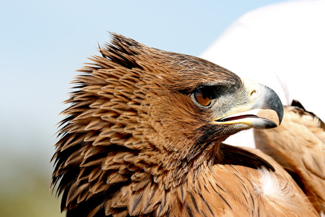 Primer plano del águila de Bonelli "Tilda".