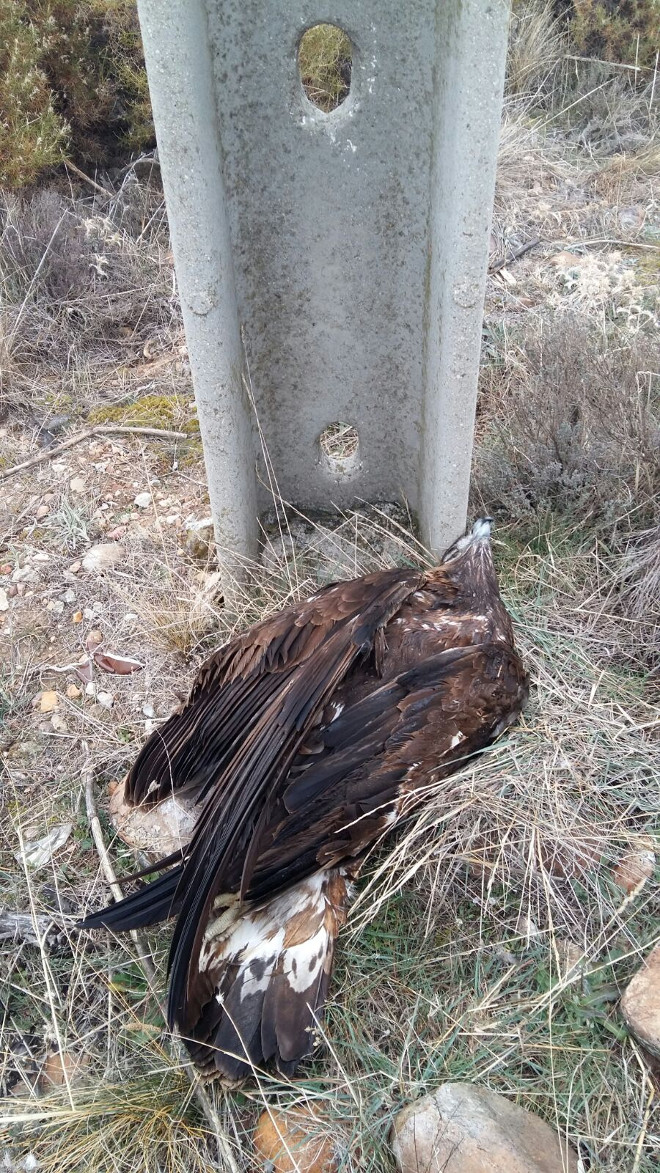 Águila real electrocutada en el tendido de Valdepiélagos, hallada el día de Navidad de 2017. Foto: Pedro Luis Sánchez. 
