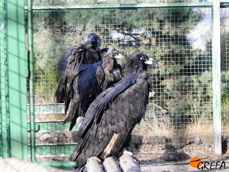 La hembra "Babieca" junto con otros dos buitres negros en el jaulón de aclimatación existente en Huerta de Arriba (Burgos), en la zona de liberación de la especie que GREFA ha habilitado en la Sierra de la Demanda.